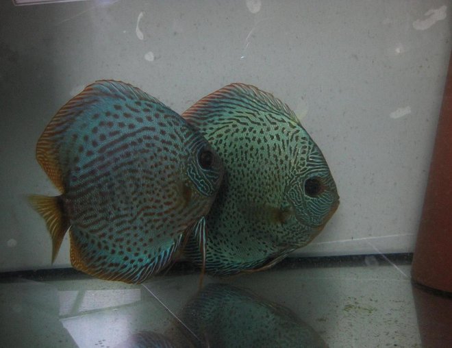 freshwater fish - leopard snake discus - Mosaik leopard snake skin