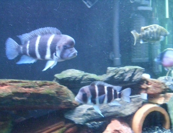 freshwater fish - cyphotilapia frontosa - frontosa cichlid stocking in 125 gallons tank - cichlid tank