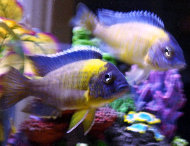 freshwater fish - aulonocara maulana stocking in 65 gallons tank - My Peacock Cichlid Breeders