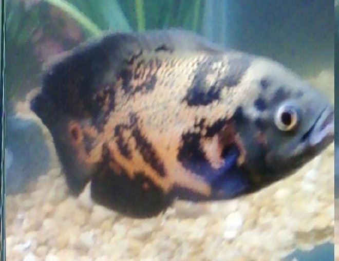 freshwater fish - astronotus ocellatus - tiger oscar stocking in 90 gallons tank - bad picture