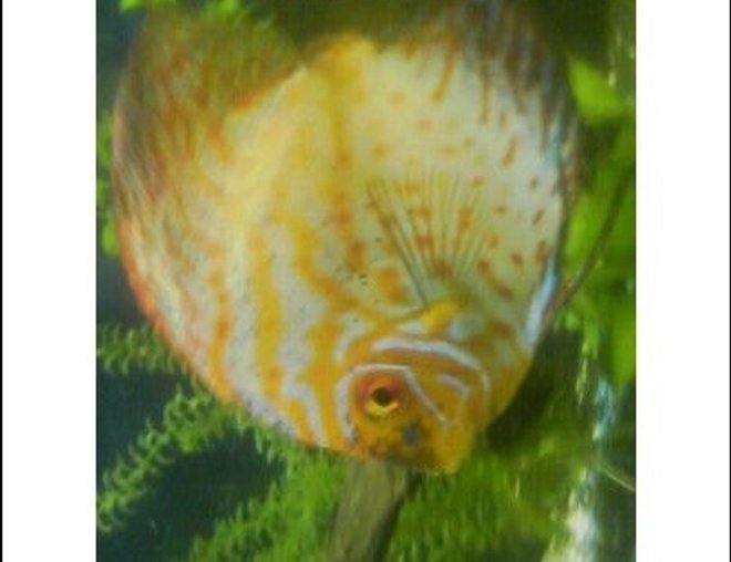 freshwater fish - symphysodon spp. - pigeon blood discus stocking in 125 gallons tank - My Dominant Discus  Beautiful colors in person