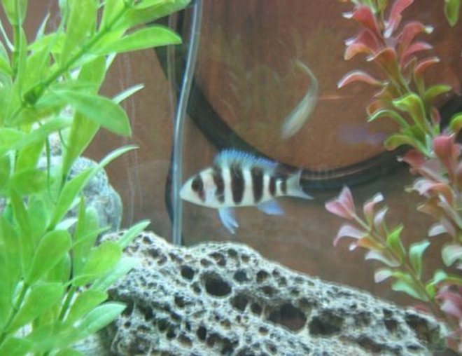 freshwater fish - cyphotilapia frontosa - frontosa cichlid stocking in 60 gallons tank - My frontosa