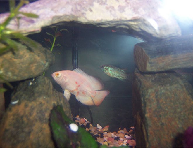 freshwater fish - astronotus ocellatus - albino oscar stocking in 75 gallons tank - Young Albino Oscar and a young Green Jewel Cichlid