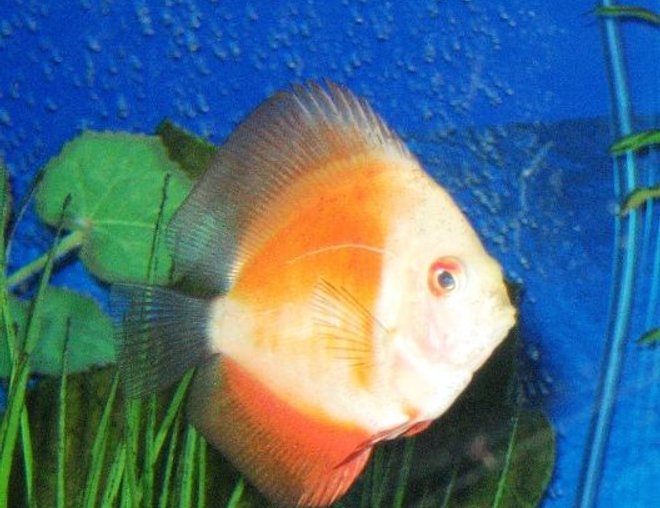 freshwater fish - red melon discus stocking in 150 gallons tank - Juvenile Melon Discus