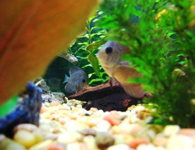 freshwater fish - symphysodon spp. - neon blue discus stocking in 150 gallons tank - Discus Hiding