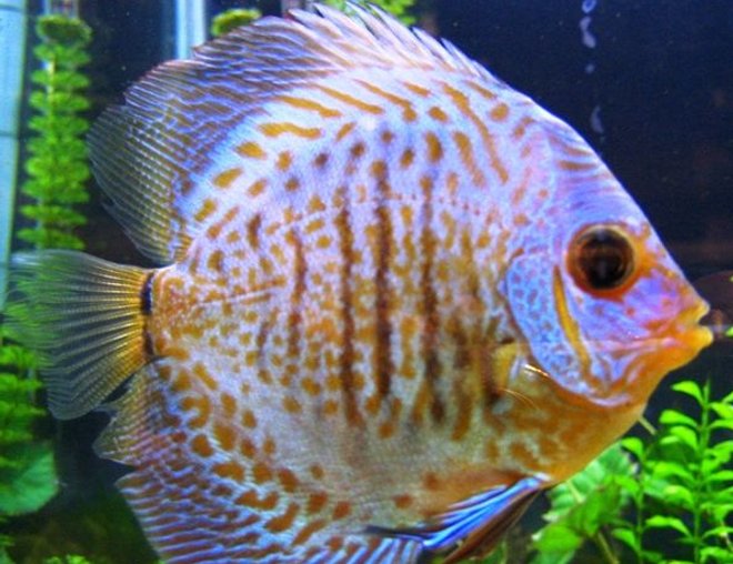 freshwater fish - symphysodon sp. - ocean green discus stocking in 150 gallons tank - Green Discus