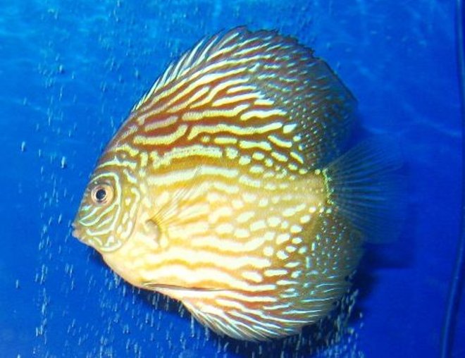 freshwater fish - red turquoise discus stocking in 150 gallons tank - Red Turquoise Discus