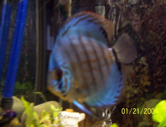 freshwater fish - symphysodon spp. - red turquoise discus stocking in 55 gallons tank - brillant tourquise discus