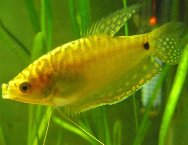 freshwater fish - trichogaster trichopterus - gold gourami stocking in 29 gallons tank - Trichogaster trichopterus - three spot or gold gourami. This is a young male.