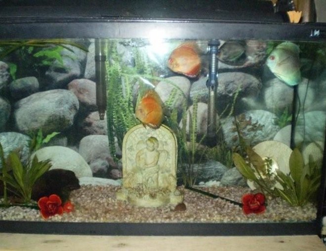 freshwater fish - symphysodon sp. - white discus stocking in 55 gallons tank - another discus picture of  them  playing