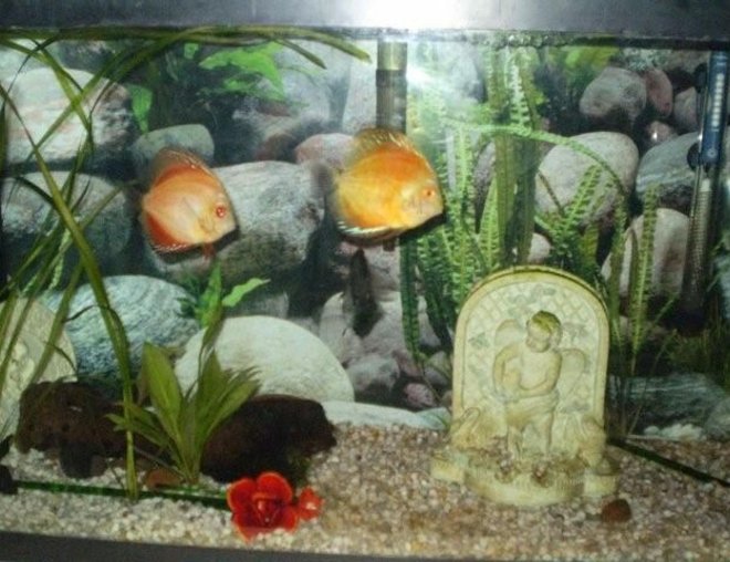 freshwater fish - symphysodon sp. - red marlboro discus stocking in 55 gallons tank - lots of fun  watching