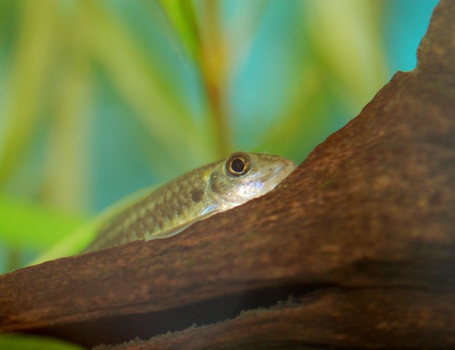 freshwater fish stocking in 37 gallons tank - photo