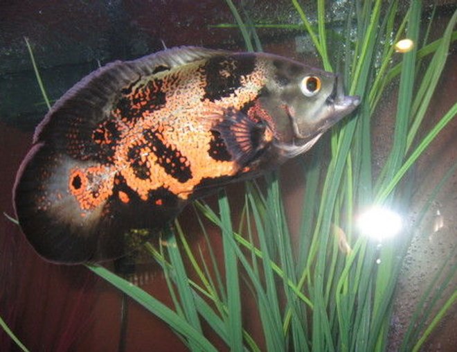 freshwater fish - astronotus ocellatus - tiger oscar stocking in 90 gallons tank - a better pic of the little oscar