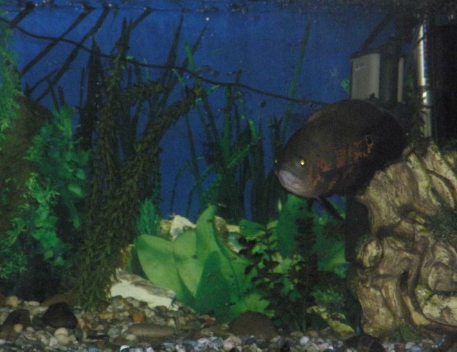 freshwater fish - astronotus ocellatus - tiger oscar stocking in 78 gallons tank - Big oscar