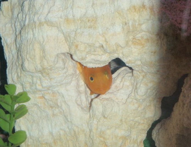 freshwater fish stocking in 55 gallons tank - peek a boo