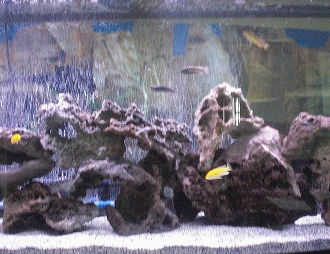 freshwater fish stocking in 55 gallons tank - another close up