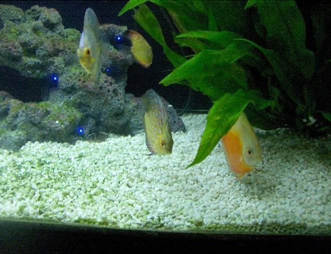 freshwater fish stocking in 180 gallons tank - Some discus hanging out.