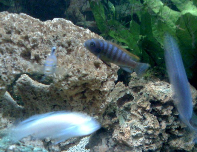 freshwater fish - metriaclima pyrsonotos stocking in 65 gallons tank - Metriaclima Pyrsonotos. ( Big Orange)