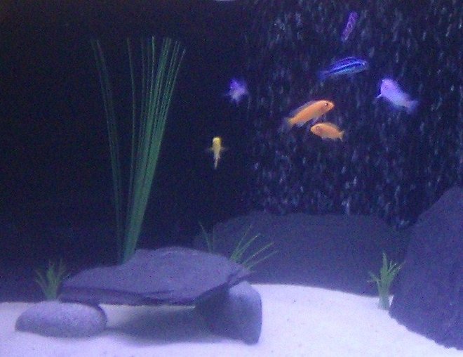 freshwater fish stocking in 125 gallons tank - My newly set up 125 gallon  African Cichlid aquarium. Its been up and running now for 2 days. Let me know what you think! 
Sorry about photo, still trying to figure out these strict guidelines