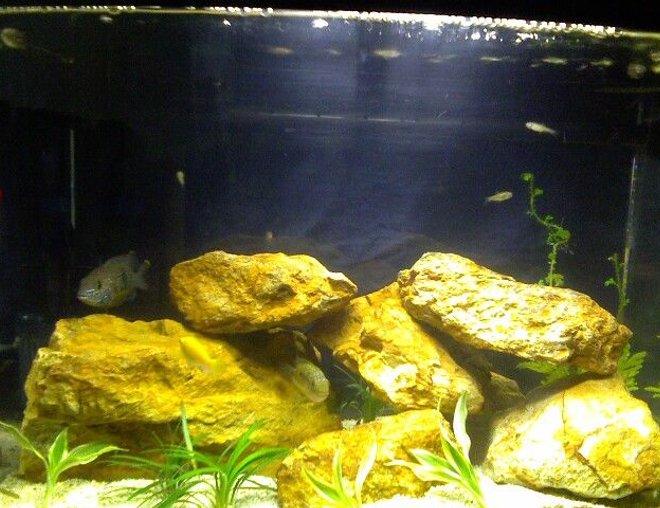 freshwater fish stocking in 12 gallons tank - Eclipse System 12
