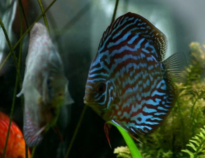 freshwater fish - blue turquoise discus stocking in 130 gallons tank - Brillant