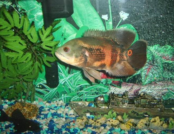 freshwater fish - astronotus ocellatus - tiger oscar stocking in 55 gallons tank - large oscar in  a 40 gallon tank