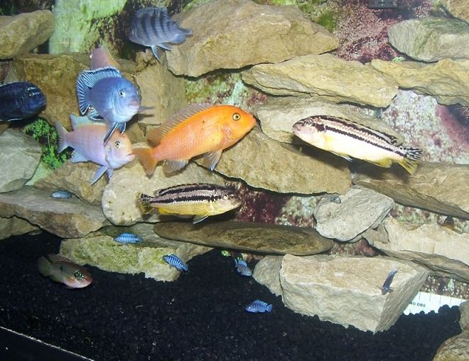 freshwater fish - melanochromis auratus - auratus cichlid stocking in 55 gallons tank - Got bored...took pics.  I think this one is actually pretty darn good.