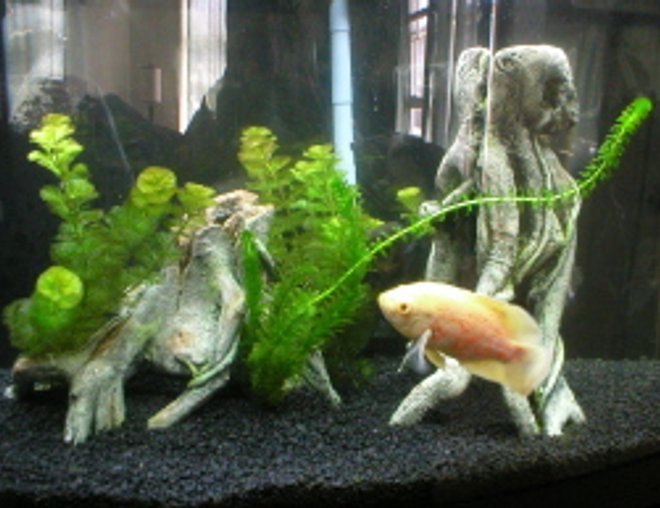 freshwater fish - astronotus ocellatus - albino oscar stocking in 46 gallons tank - This is my Oscar tank, w/ PC lighting which my plants love!!! All my other fish are hiding! :)