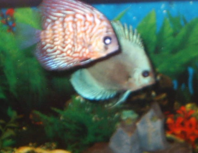 freshwater fish - ocean green discus stocking in 55 gallons tank - discus