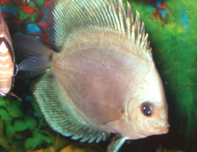 freshwater fish - ocean green discus stocking in 55 gallons tank - discus
