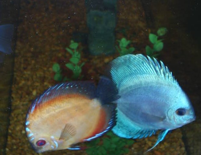 freshwater fish - symphysodon sp. - blue diamond discus stocking in 55 gallons tank - discus