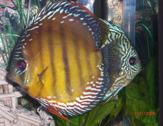 freshwater fish - blue turquoise discus stocking in 55 gallons tank - my blue Turquoise Discus and one of my wild discus