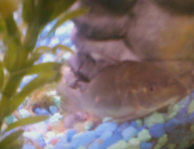 freshwater fish stocking in 10 gallons tank