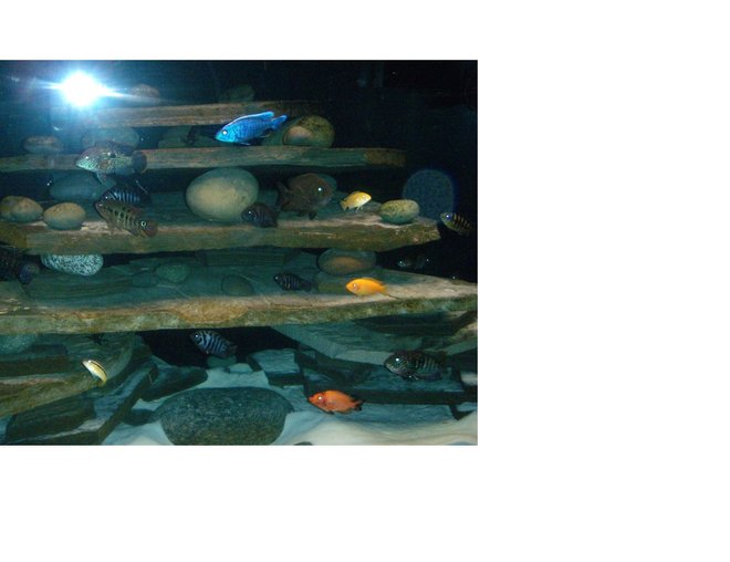 freshwater fish stocking in 150 gallons tank