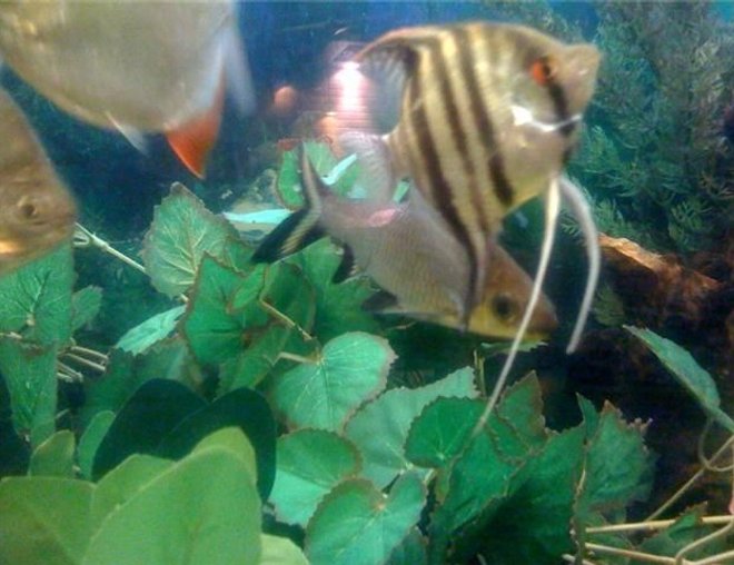 freshwater fish - bala shark stocking in 48 gallons tank - A close up of my Bala Shark, a common angel and silver dollars