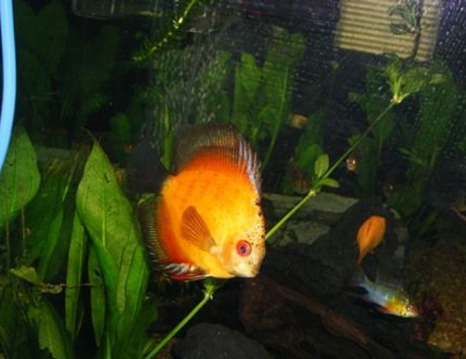 freshwater fish - symphysodon sp. - yellow marlboro discus stocking in 125 gallons tank - yellow marlbro discus