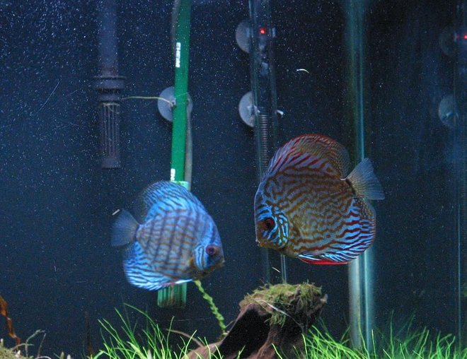 freshwater fish - blue turquoise discus stocking in 75 gallons tank - Discus Tank