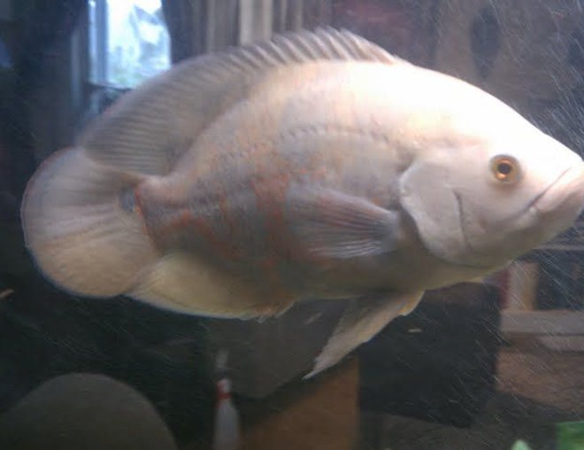 freshwater fish - astronotus ocellatus - albino oscar stocking in 125 gallons tank - Flowtion my white tiger Oscar