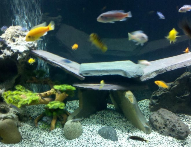 freshwater fish stocking in 90 gallons tank