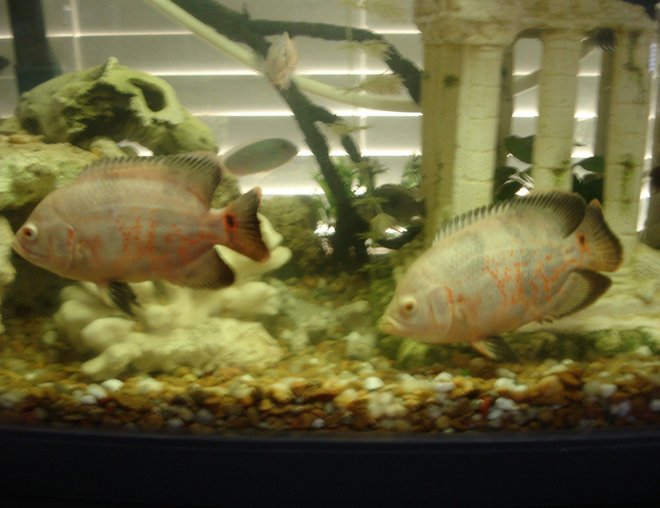freshwater fish - astronotus ocellatus - albino oscar stocking in 60 gallons tank - The twins markings- (hard to get them to stay at the same angle to really see how exact they are.)