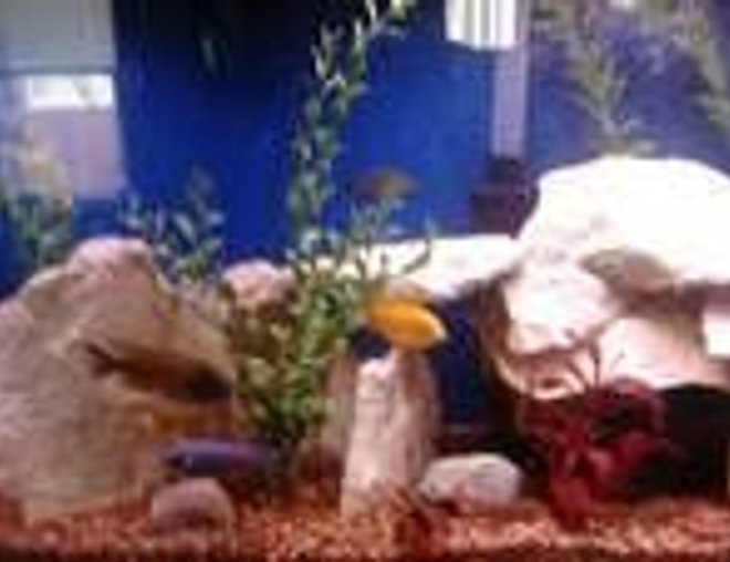 freshwater fish stocking in 55 gallons tank