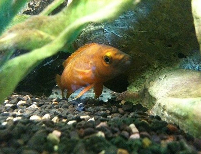 freshwater fish stocking in 92 gallons tank