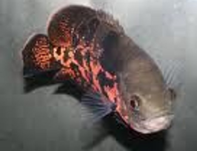 freshwater fish - astronotus ocellatus - tiger oscar stocking in 15 gallons tank - tiger oscar