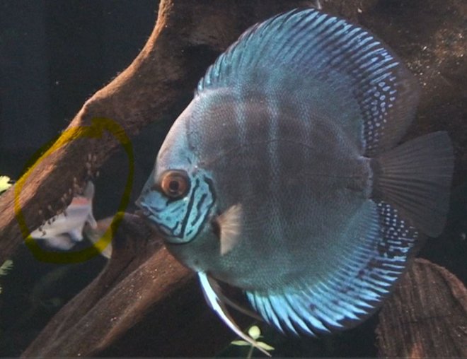 freshwater fish - symphysodon sp. - blue diamond discus stocking in 209 gallons tank - Discus with eggs