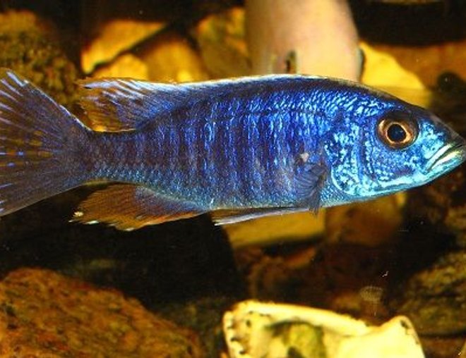 freshwater fish - stigmatochromis modestus stocking in 137 gallons tank - stigmatochromis-modestus
