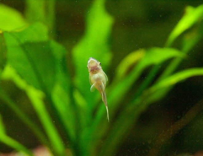 freshwater fish - otocinclus sp.) stocking in 33 gallons tank - fat oto