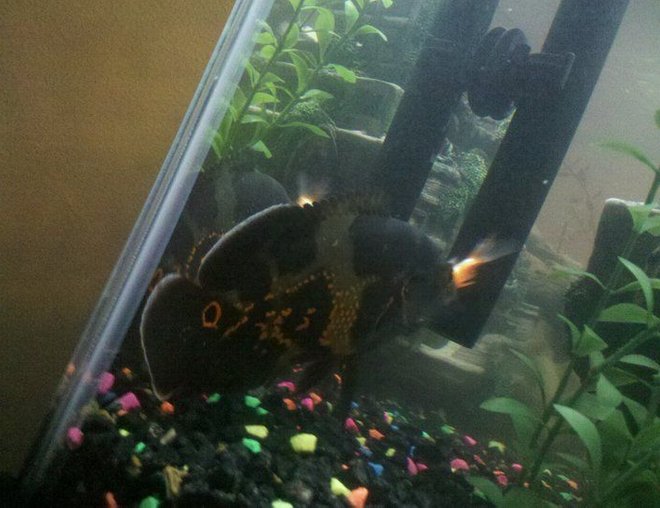 freshwater fish - astronotus ocellatus - tiger oscar stocking in 55 gallons tank - My Black oscar grubbing on a gold fish