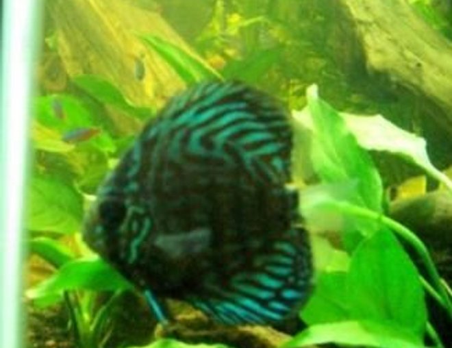 freshwater fish - symphysodon spp. - red turquoise discus stocking in 55 gallons tank - i nice shot  of my red turquoise discus