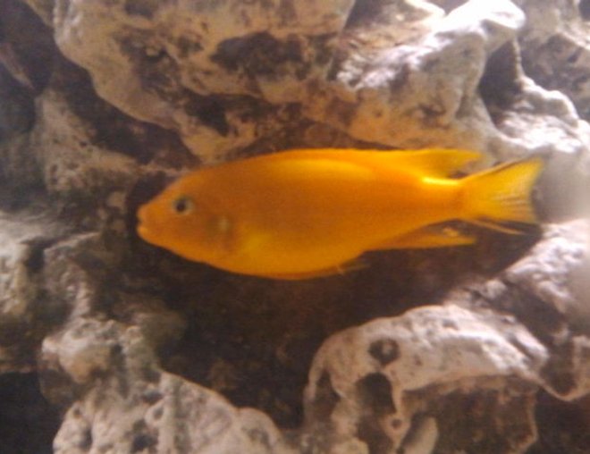 freshwater fish stocking in 75 gallons tank