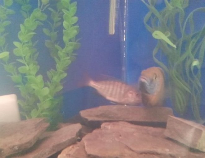 freshwater fish stocking in 75 gallons tank